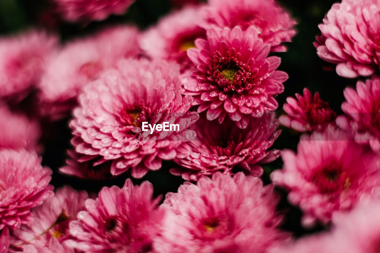 Close-up of pink flowering plants