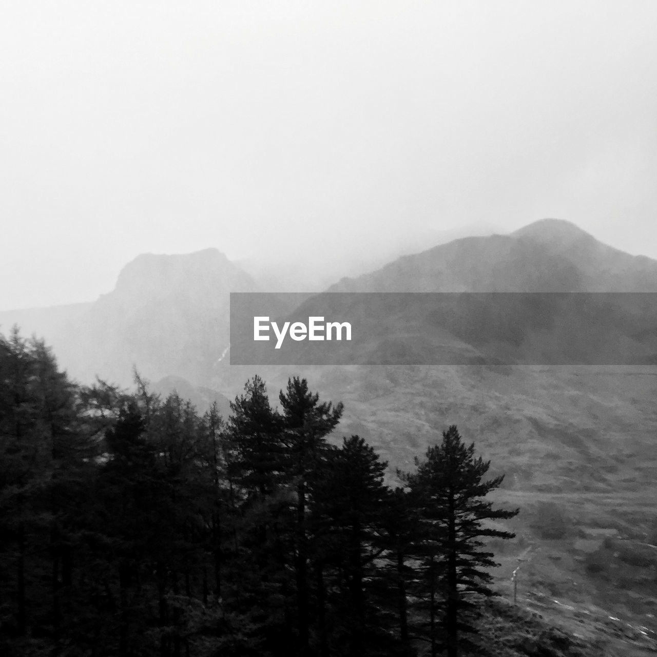Trees on mountains against sky