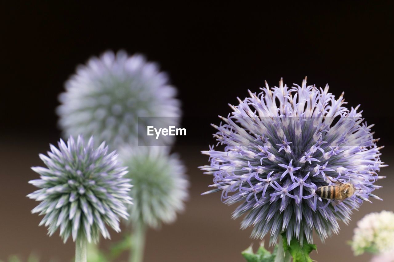 CLOSE-UP OF PURPLE FLOWERING PLANT