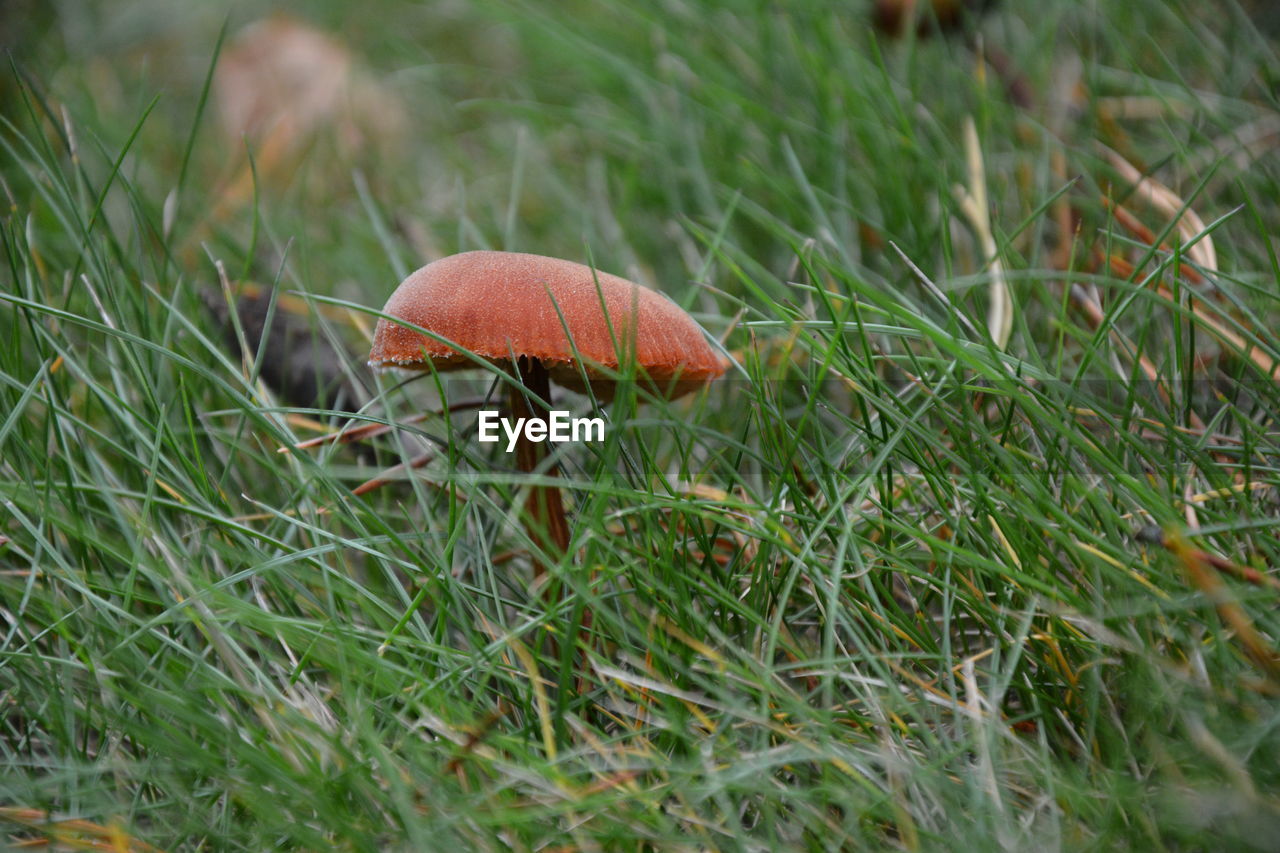 CLOSE-UP OF FLY AGARIC MUSHROOM ON FIELD