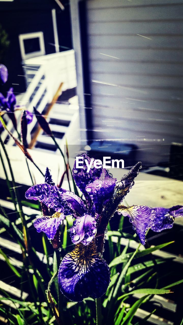 CLOSE-UP OF PURPLE FLOWERS BLOOMING