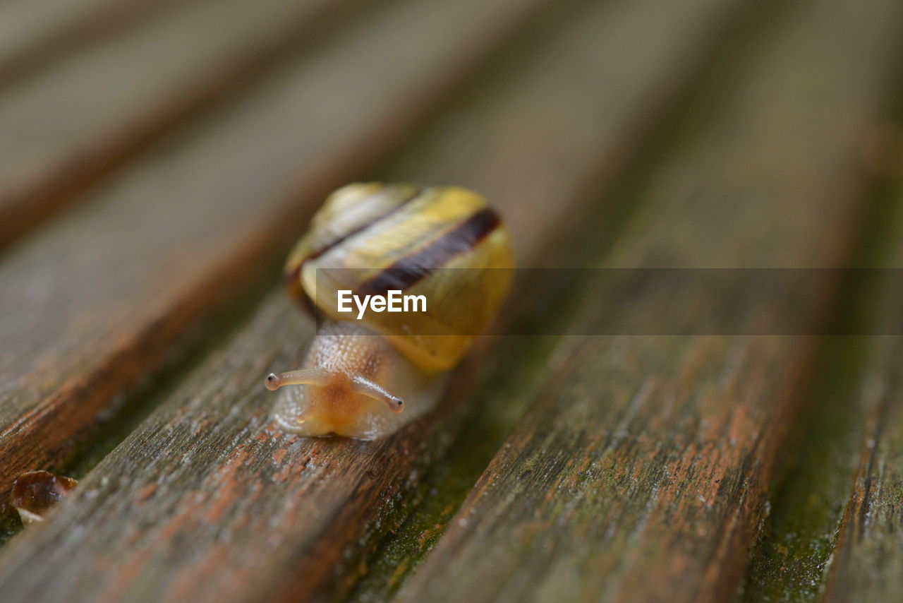 animal wildlife, animal, wood, animal themes, macro photography, close-up, snail, mollusk, gastropod, wildlife, one animal, selective focus, snails and slugs, no people, shell, insect, animal shell, leaf, nature, boredom, crawling, green, day, outdoors, macro, animal body part, brown