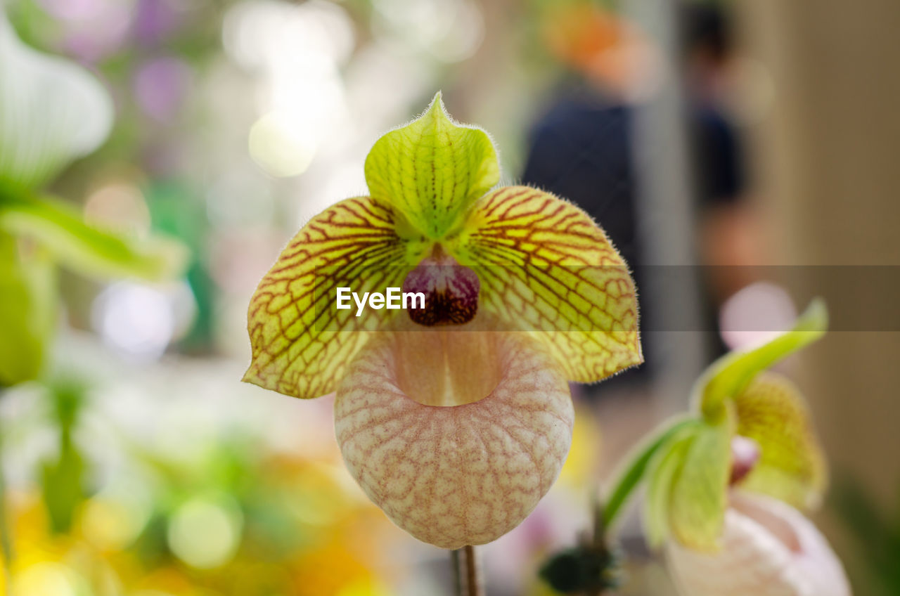 Close-up of flowering plant