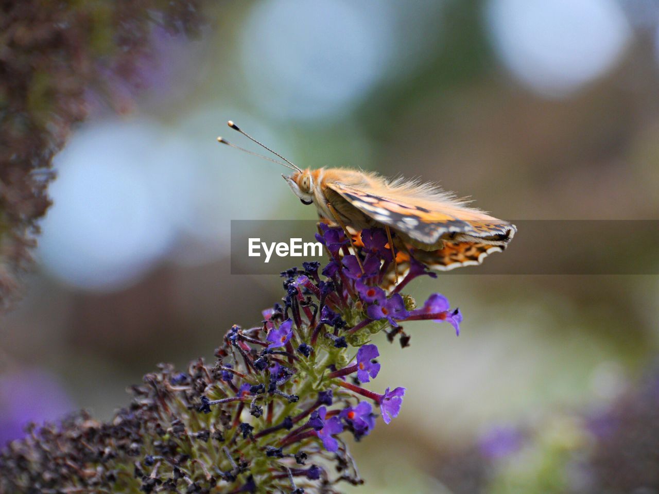 Close-up of butterfly pollinating on purple flower