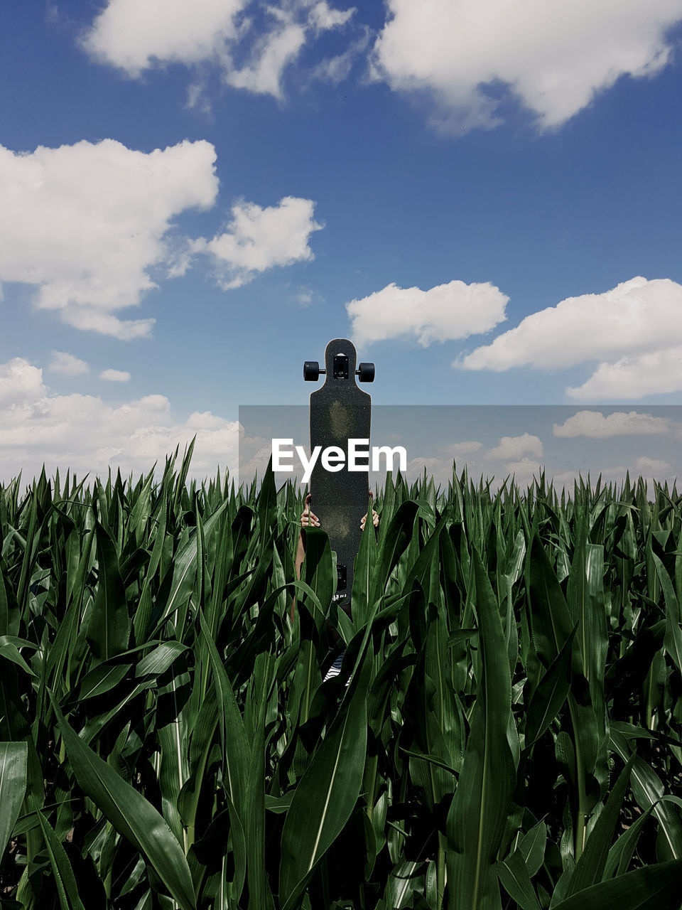 Wheat growing on field against sky