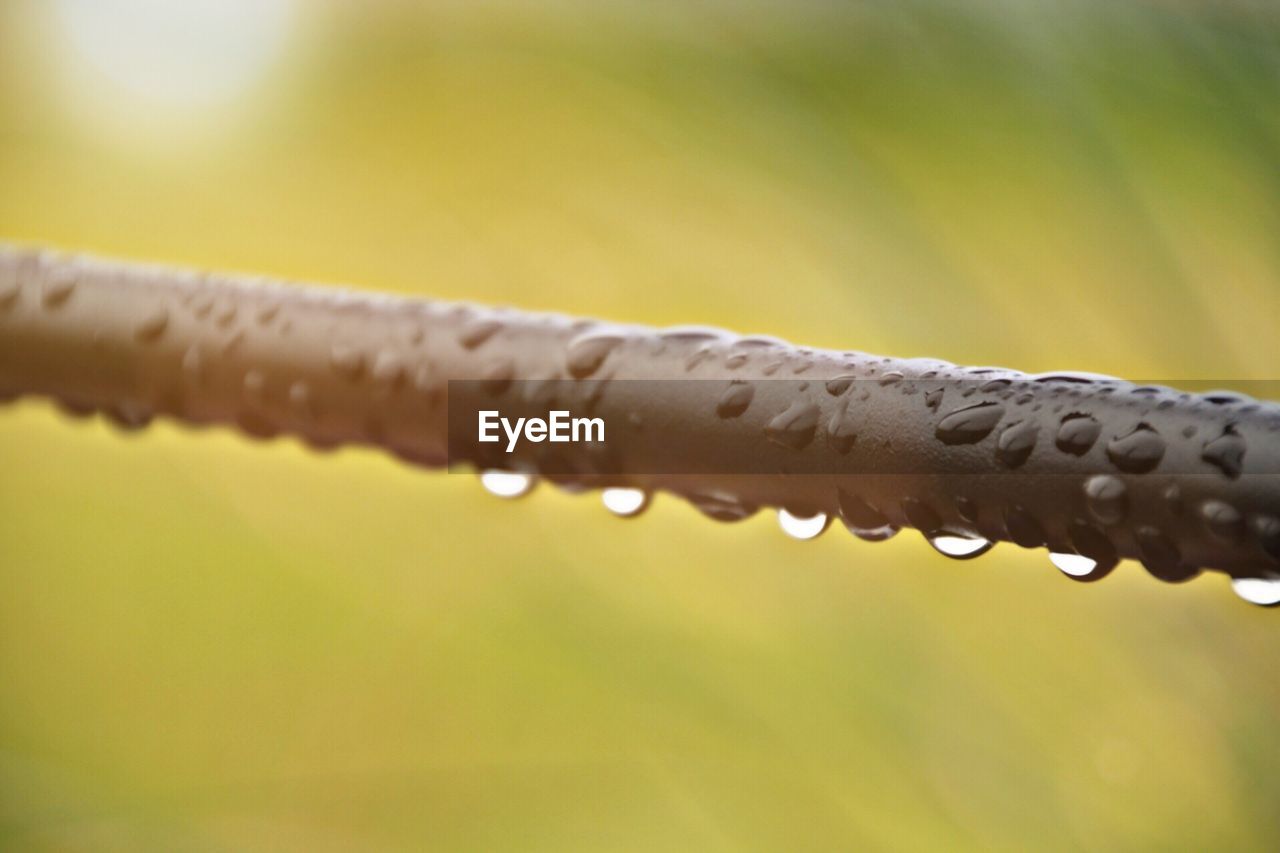 CLOSE-UP OF WATER DROPS ON PLANT