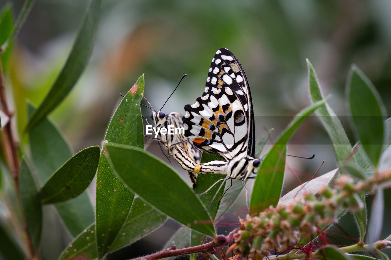 Butterfly on leaf