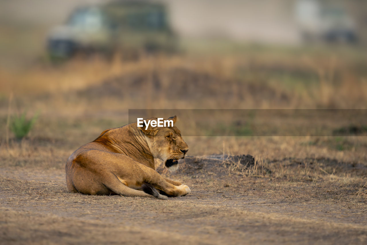 lioness running on land