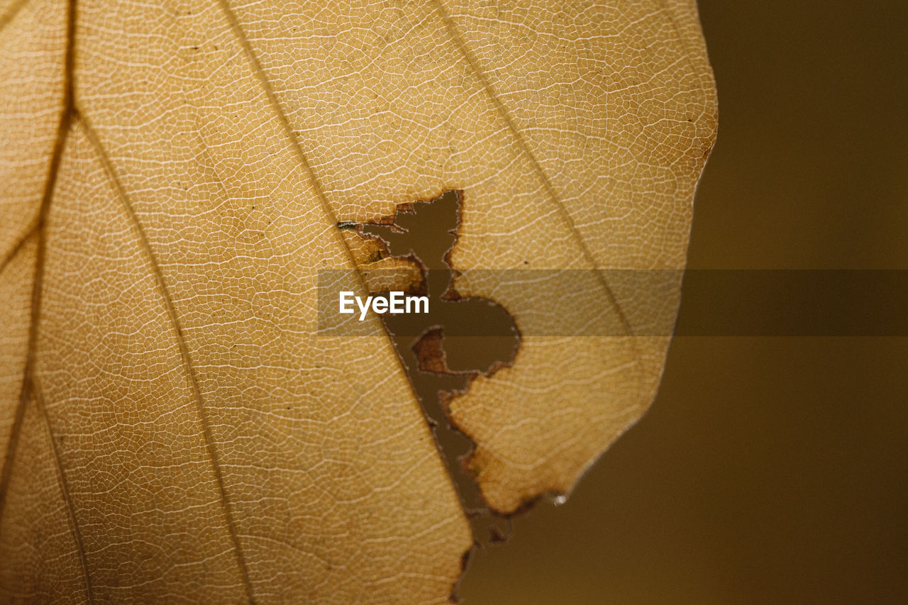 Close-up of leaf