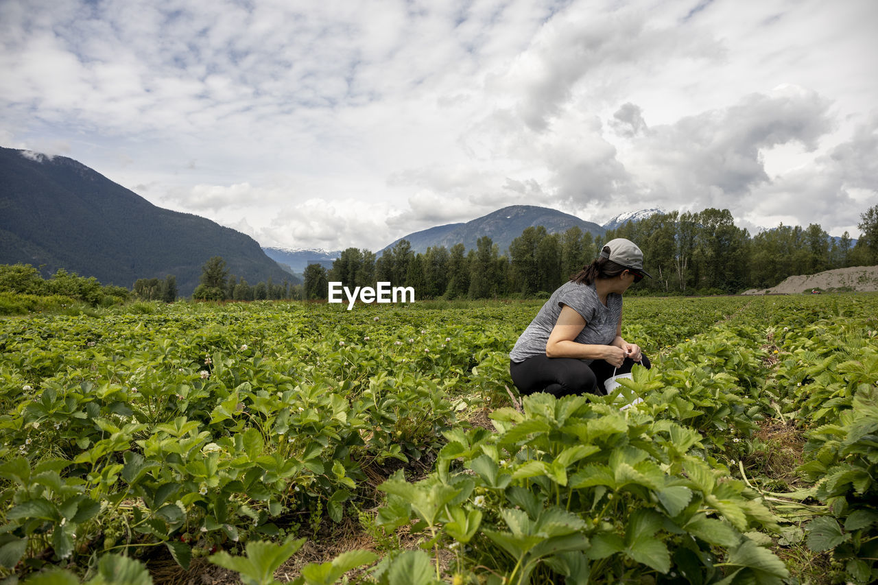 Pregnant female harvesting ripe strawberries in field near forest