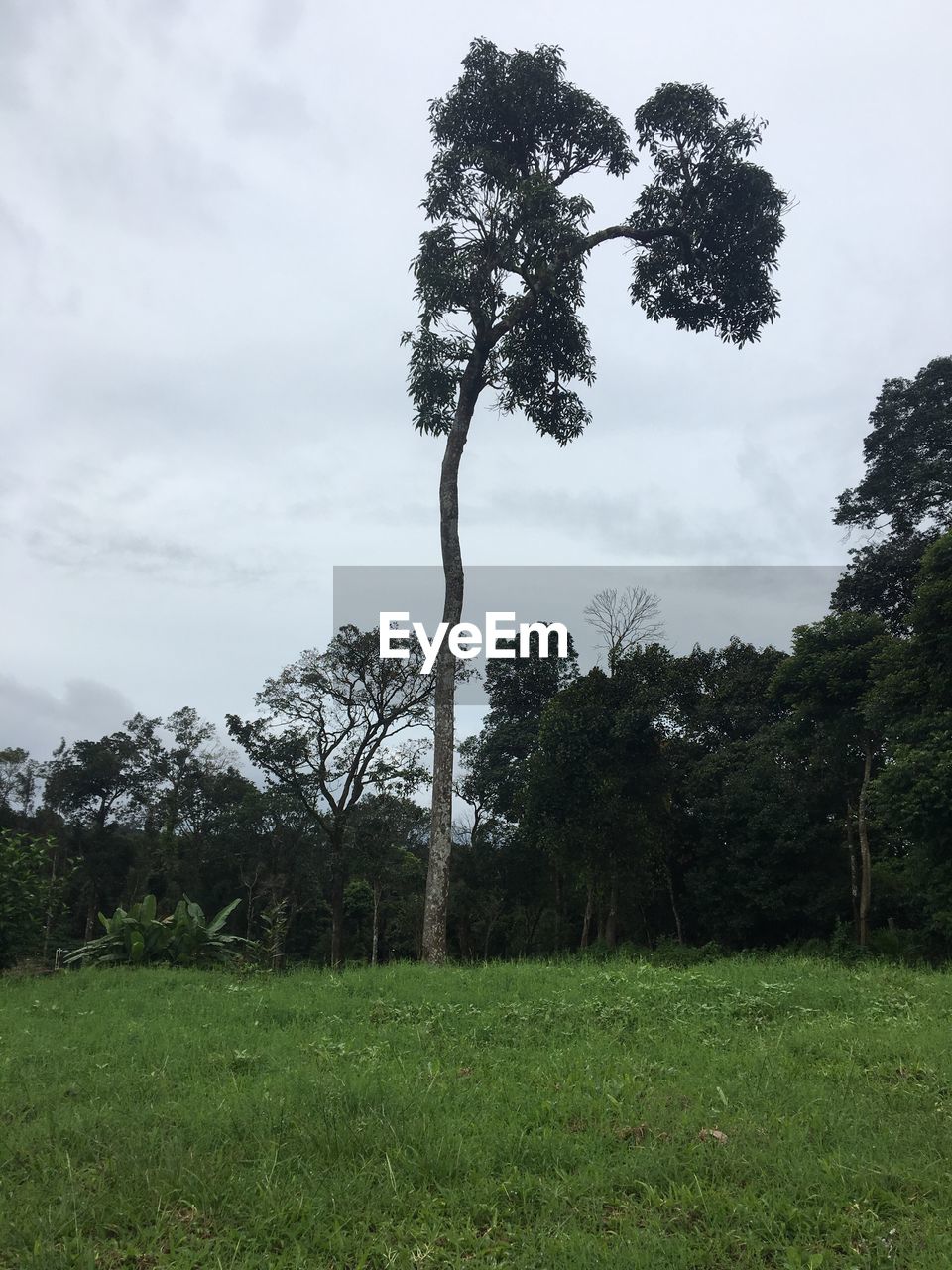 TREES GROWING IN FIELD AGAINST SKY