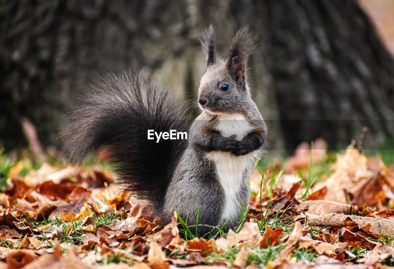 Close-up of squirrel on field