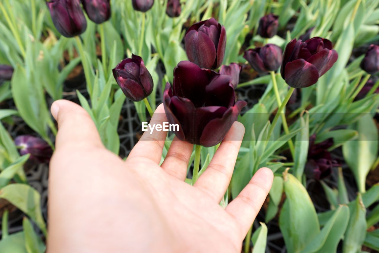 Cropped hand of person touching tulips