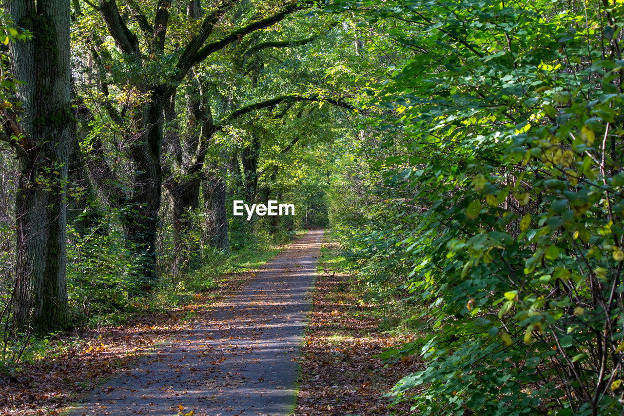 road amidst trees in forest
