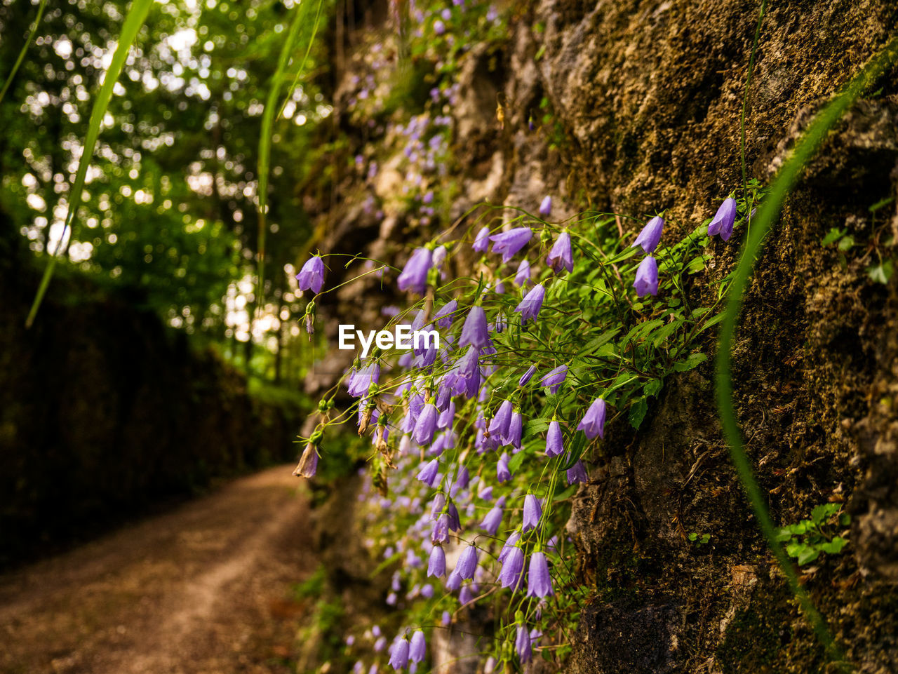 Close-up of purple flowering plants