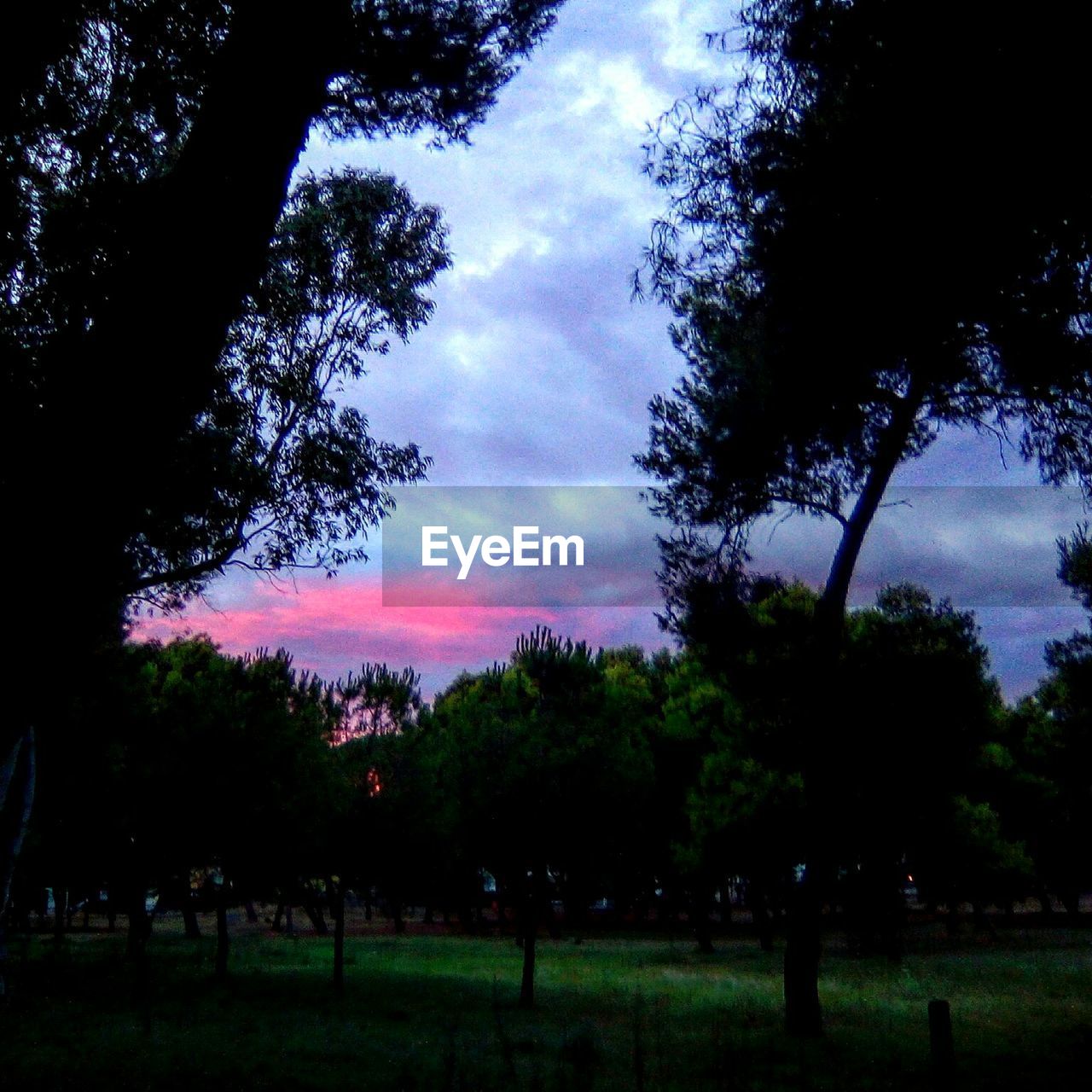 TREES ON FIELD AGAINST SKY AT SUNSET