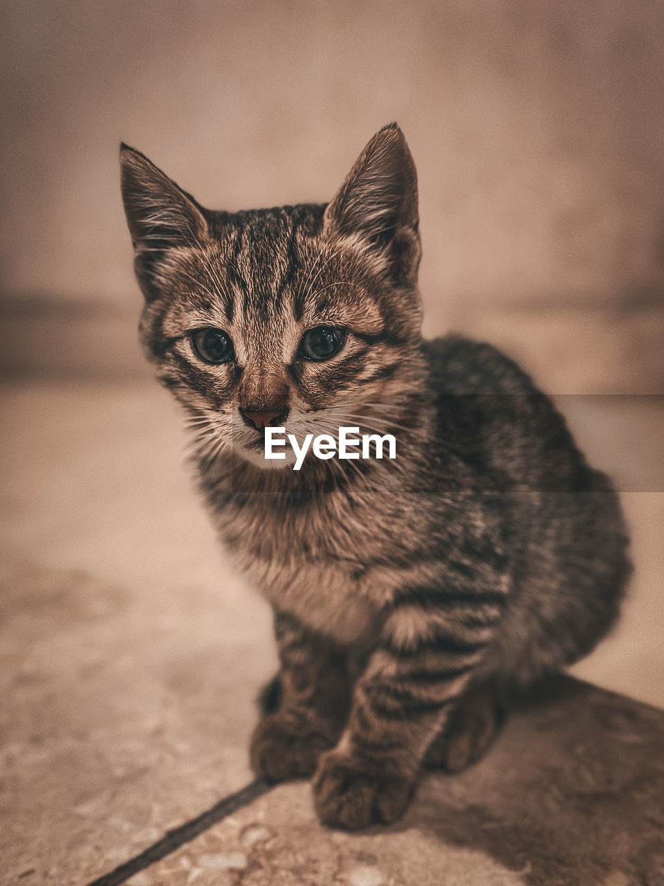 cat, pet, animal, animal themes, mammal, domestic animals, one animal, domestic cat, whiskers, feline, felidae, small to medium-sized cats, kitten, portrait, black, close-up, no people, young animal, looking at camera, cute, tabby cat, sitting, tabby, animal hair