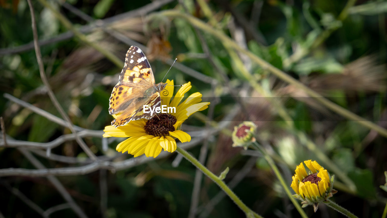 Close-up of butterfly on yellow flower