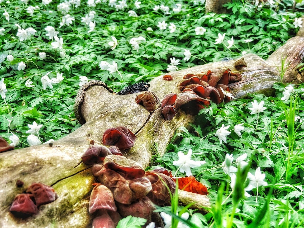 CLOSE-UP OF FRESH GREEN TREES