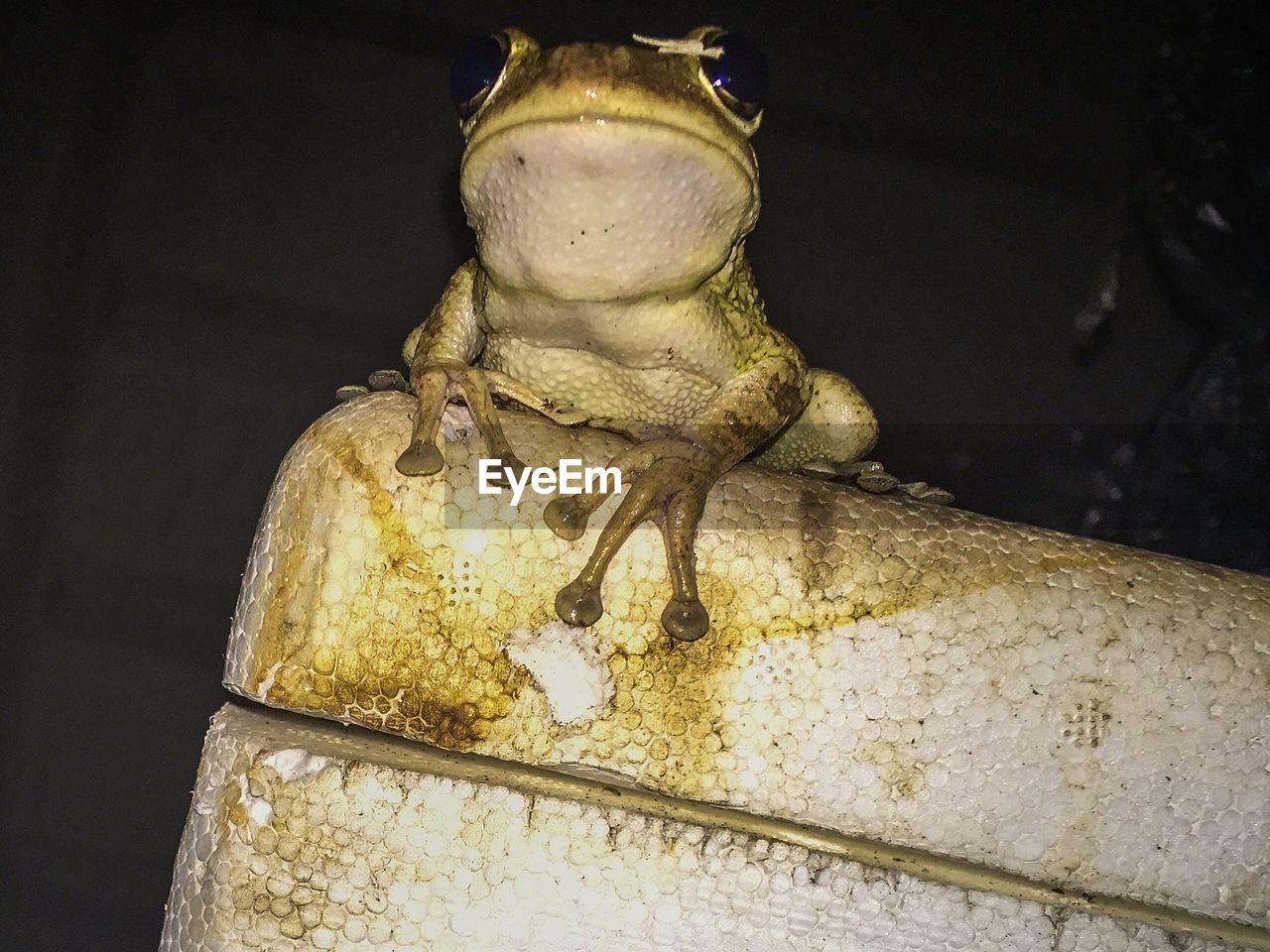 Close-up of frog on thermocol at night