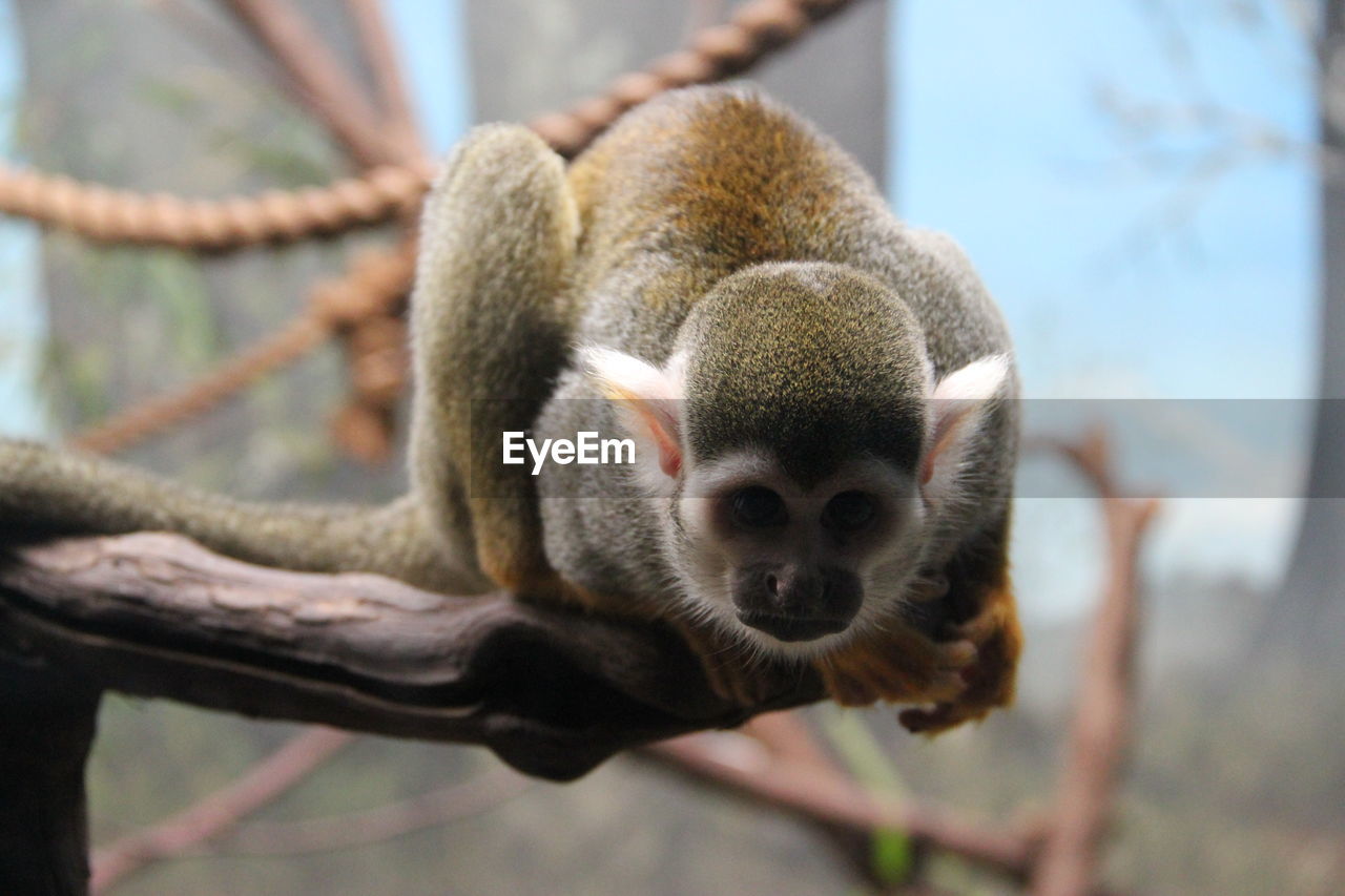 Low angle view of squirrel monkey on tree