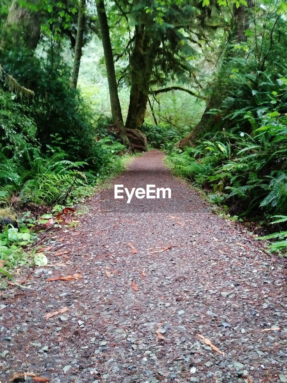 Footpath amidst trees in forest