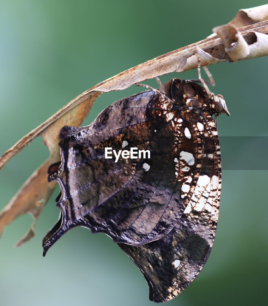 CLOSE-UP OF BUTTERFLY ON PLANT