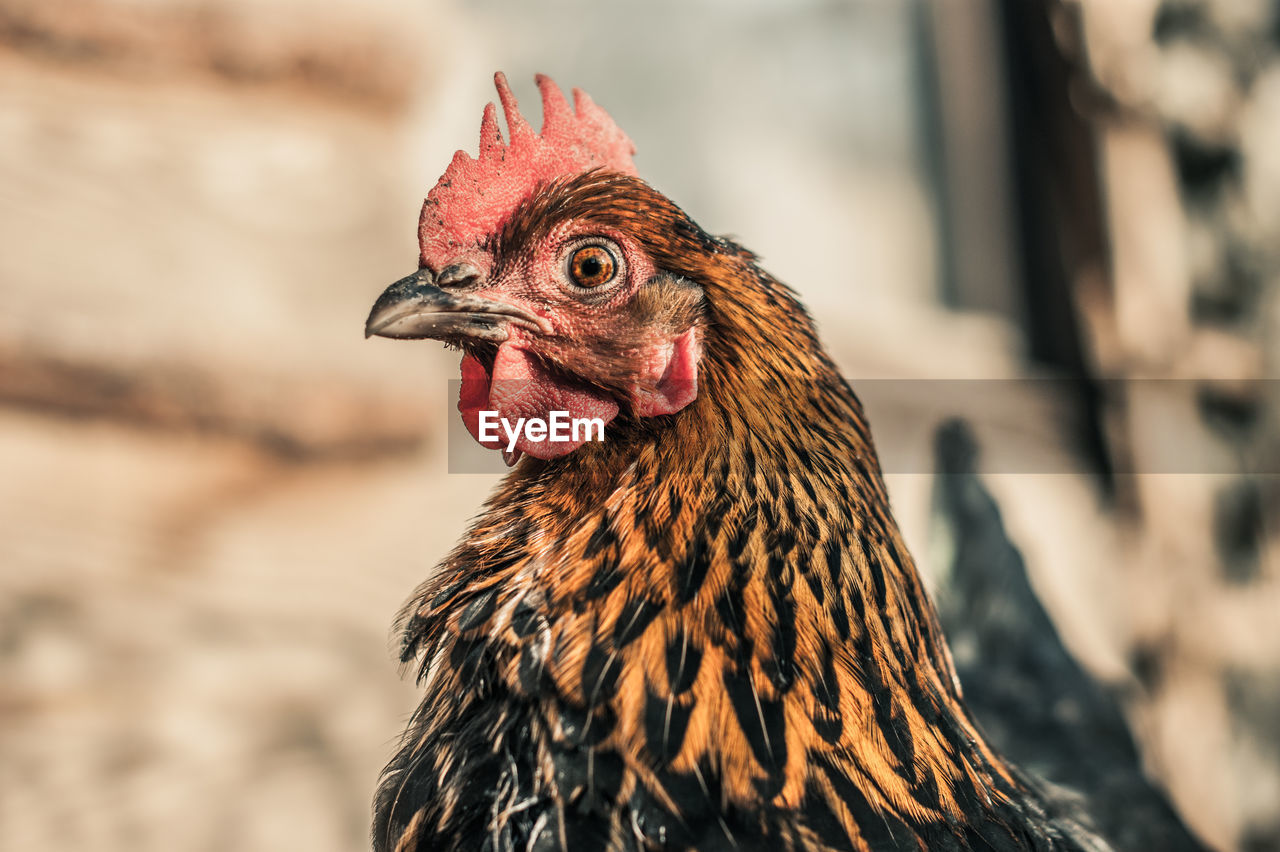 Side view portrait of hen