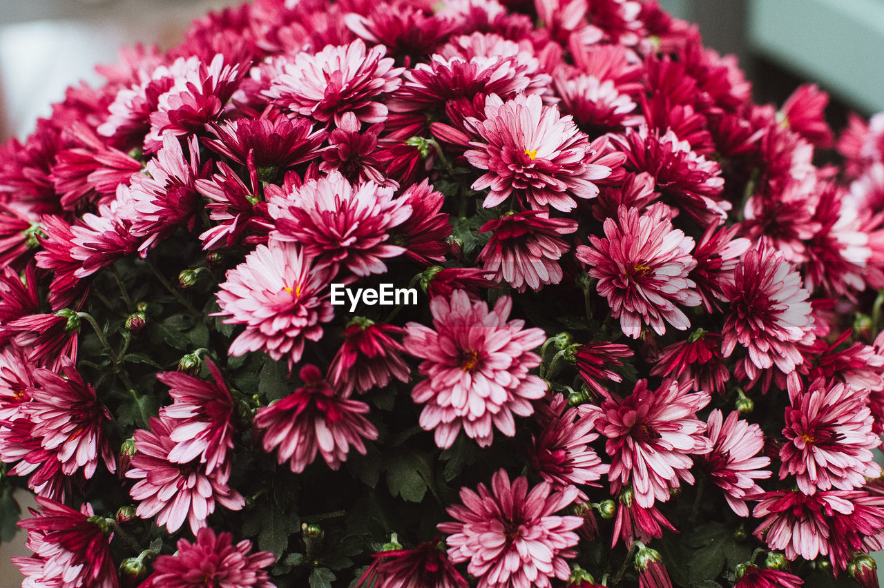 Close-up of red dahlia