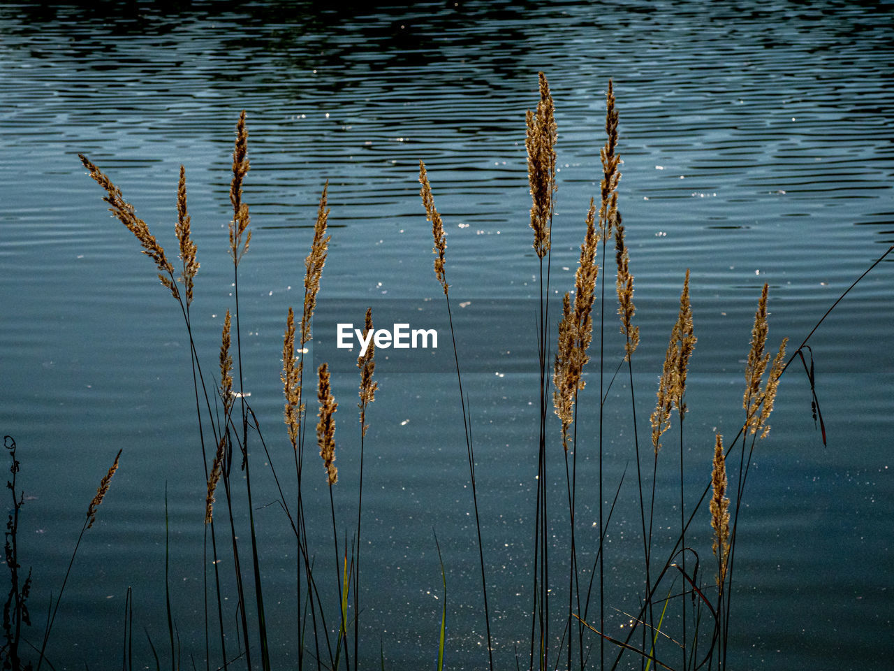 HIGH ANGLE VIEW OF PLANTS IN RIPPLED WATER