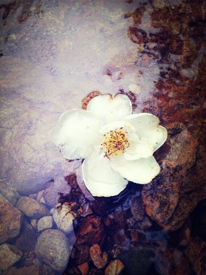 Directly above shot of white flower floating on water