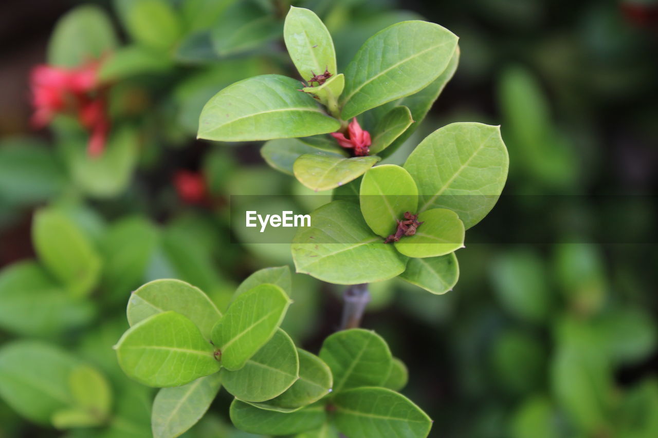 Close-up of green leaves on plant