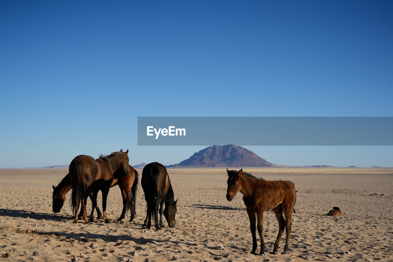 horses grazing on field against clear blue sky