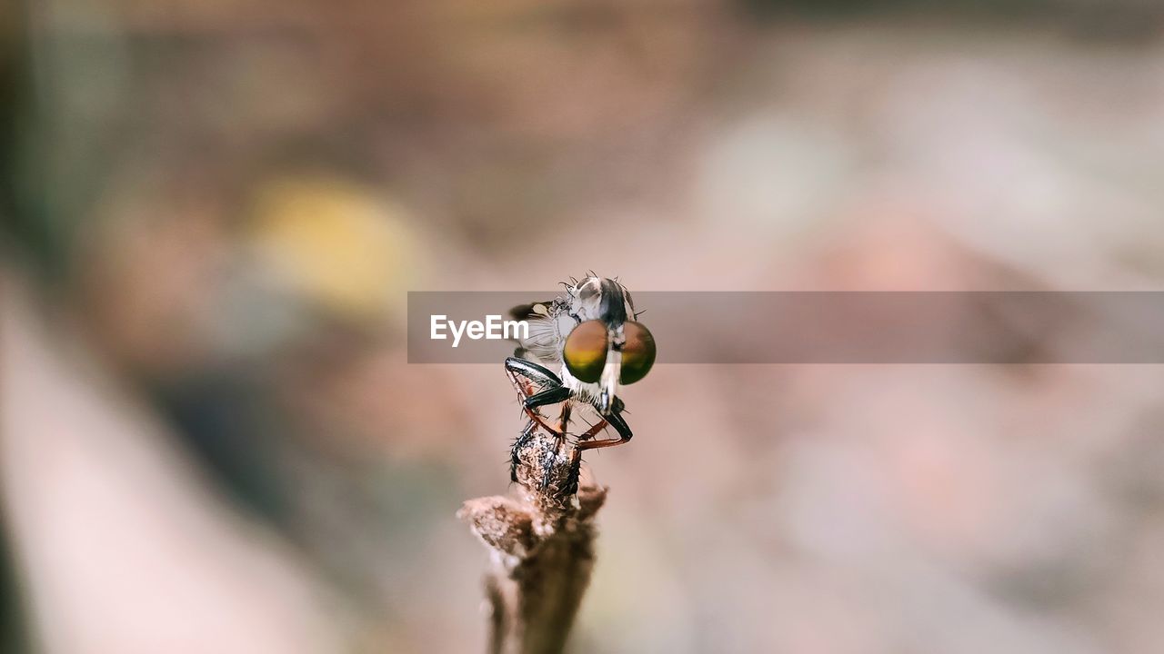 Close-up of insect on twig