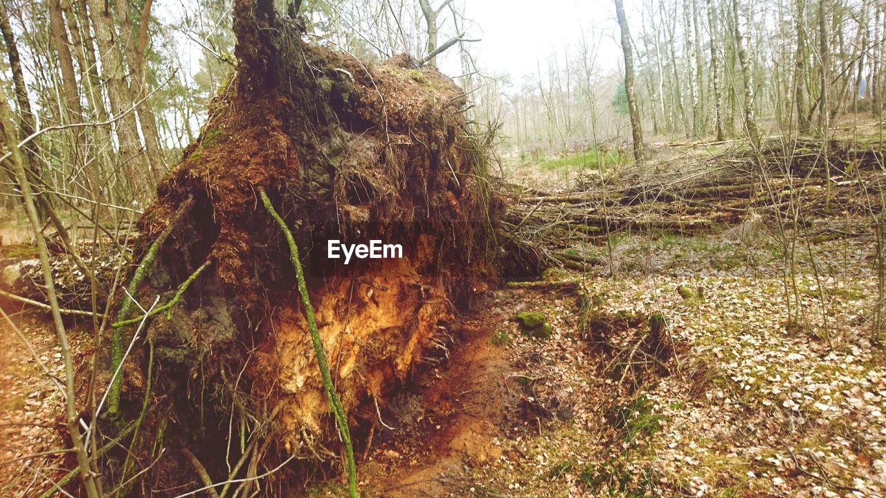 VIEW OF TREES IN FOREST