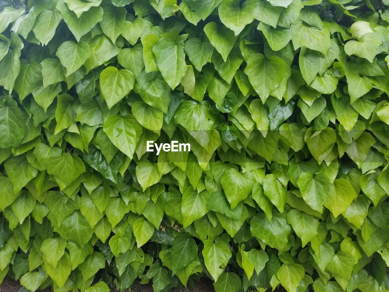 CLOSE-UP OF GREEN LEAVES