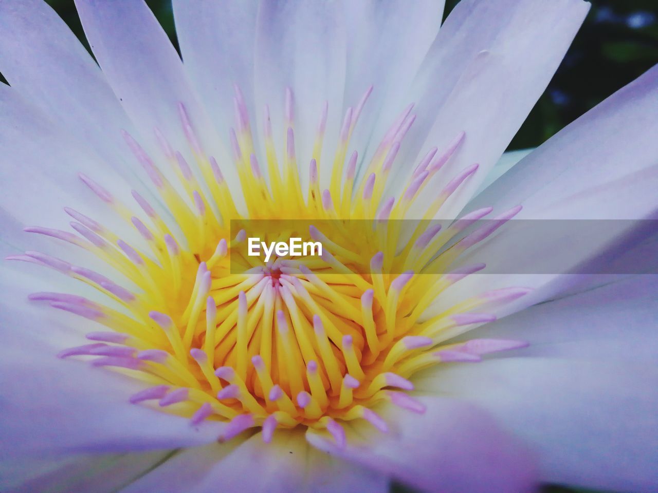 CLOSE-UP OF FRESH YELLOW FLOWER BLOOMING IN PARK