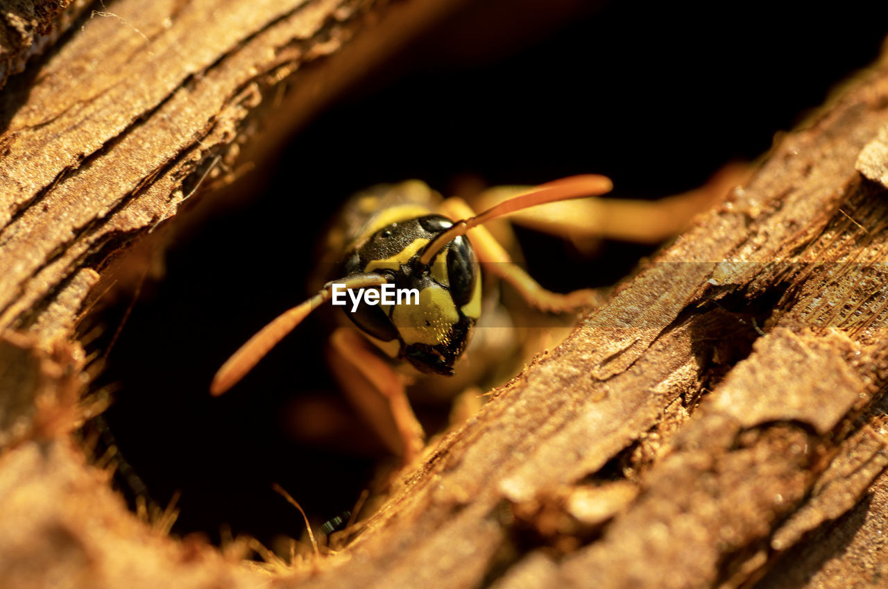 CLOSE-UP OF BEE ON LEAF