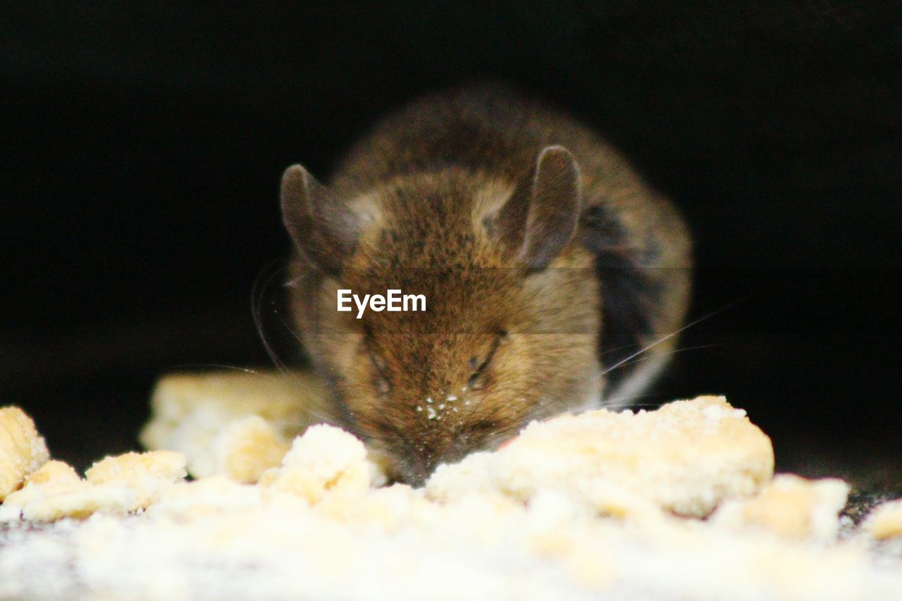 Close-up of mouse eating food