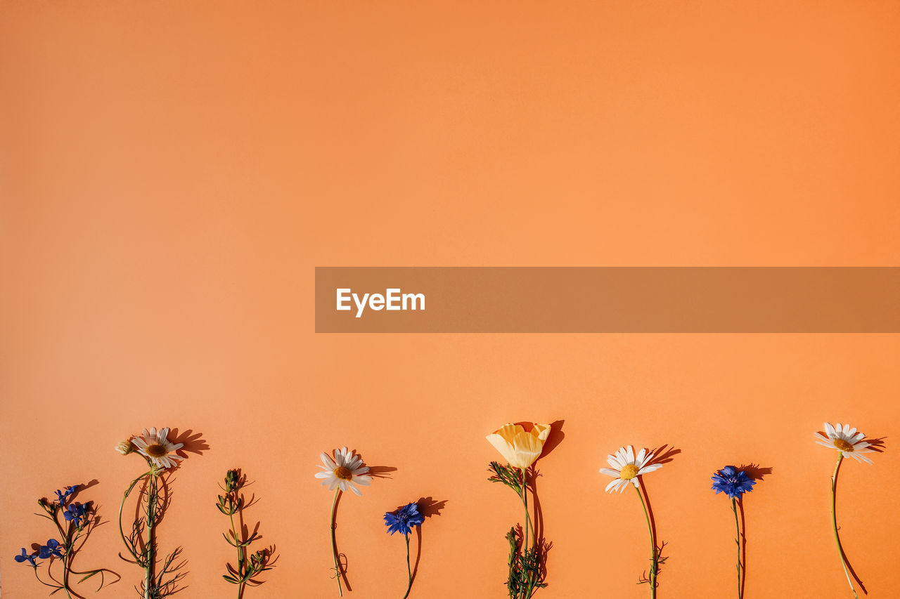 low angle view of flowers against yellow background