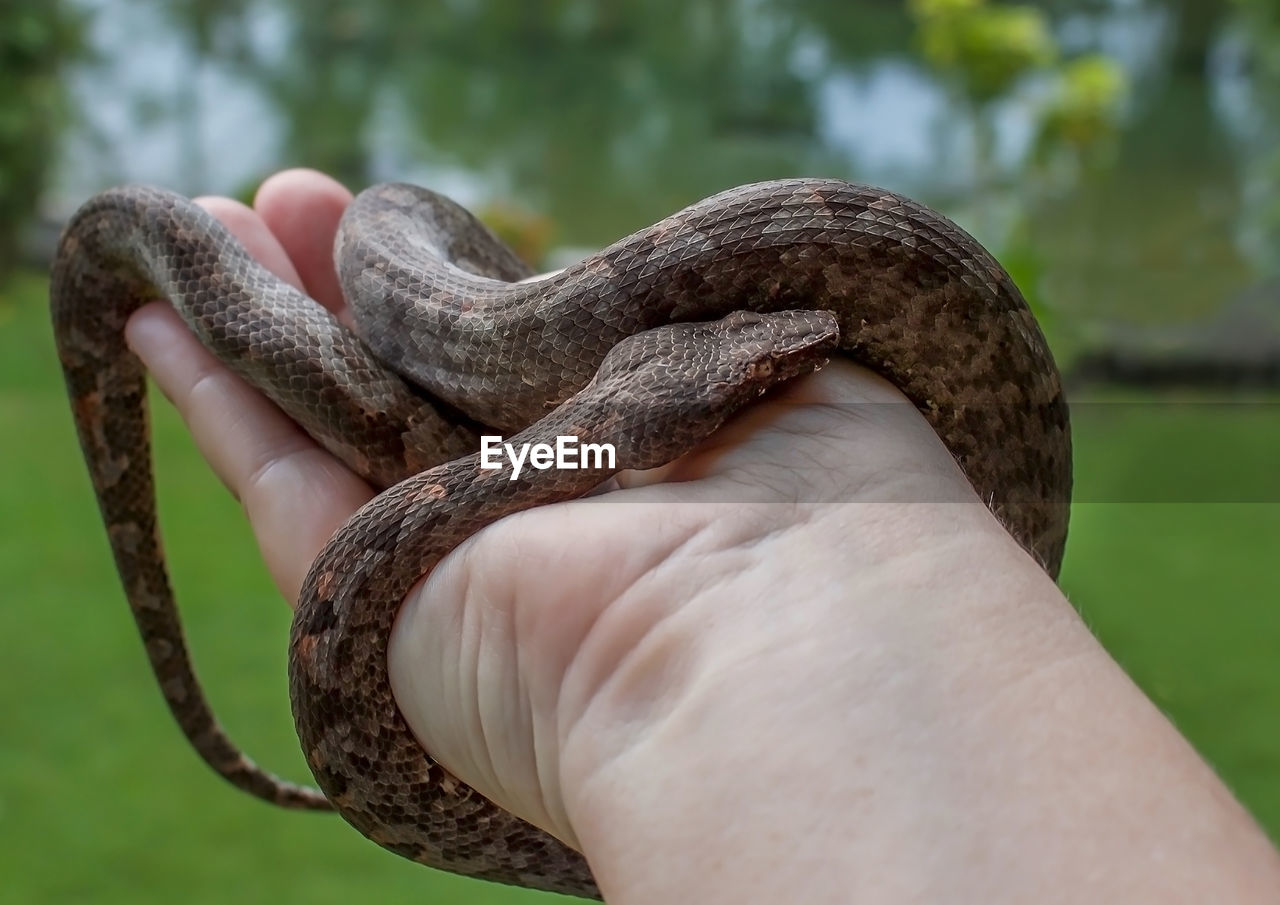 CLOSE-UP OF HUMAN HAND HOLDING LIZARD