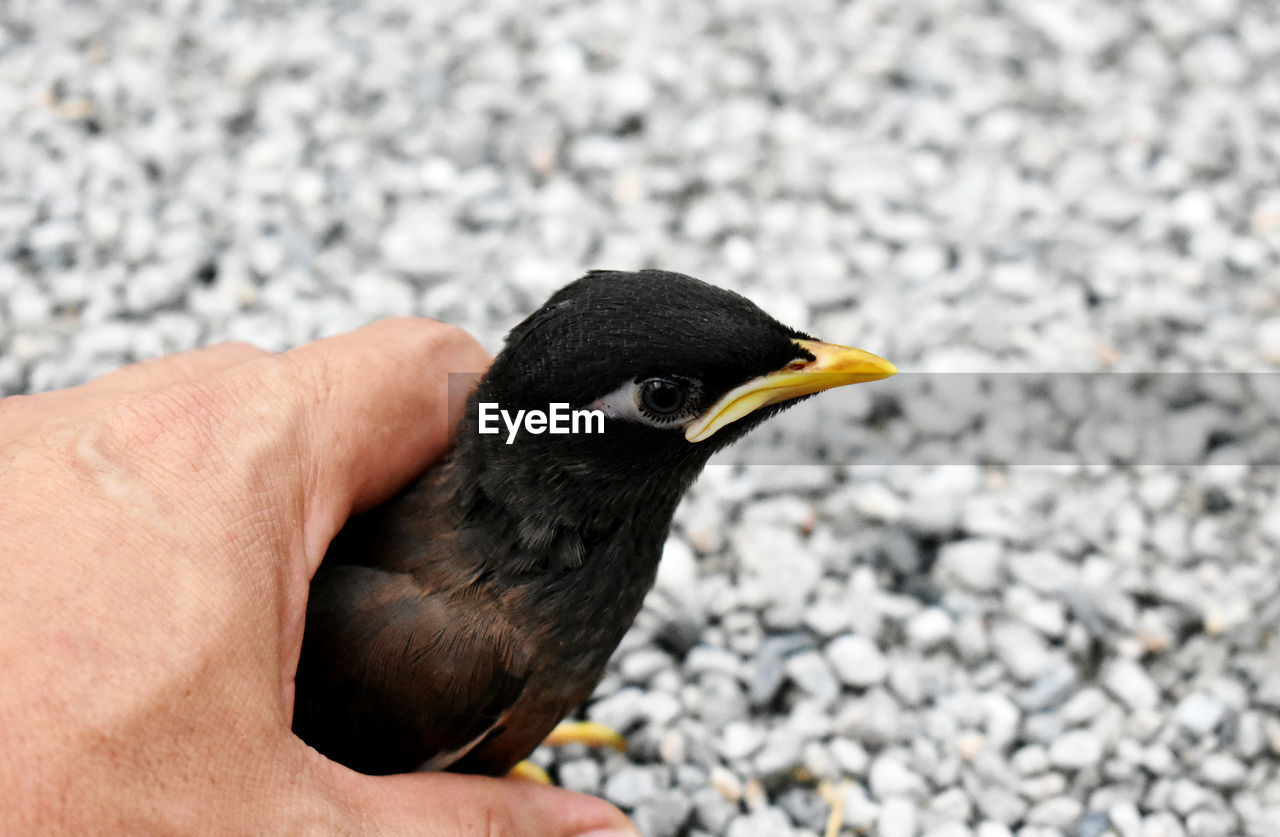 CLOSE-UP OF BIRD ON HAND