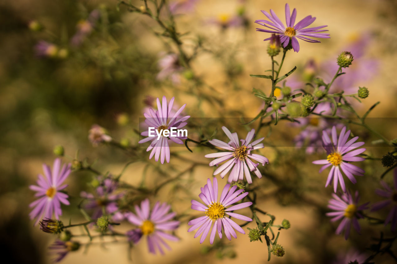 Close-up of purple flowers