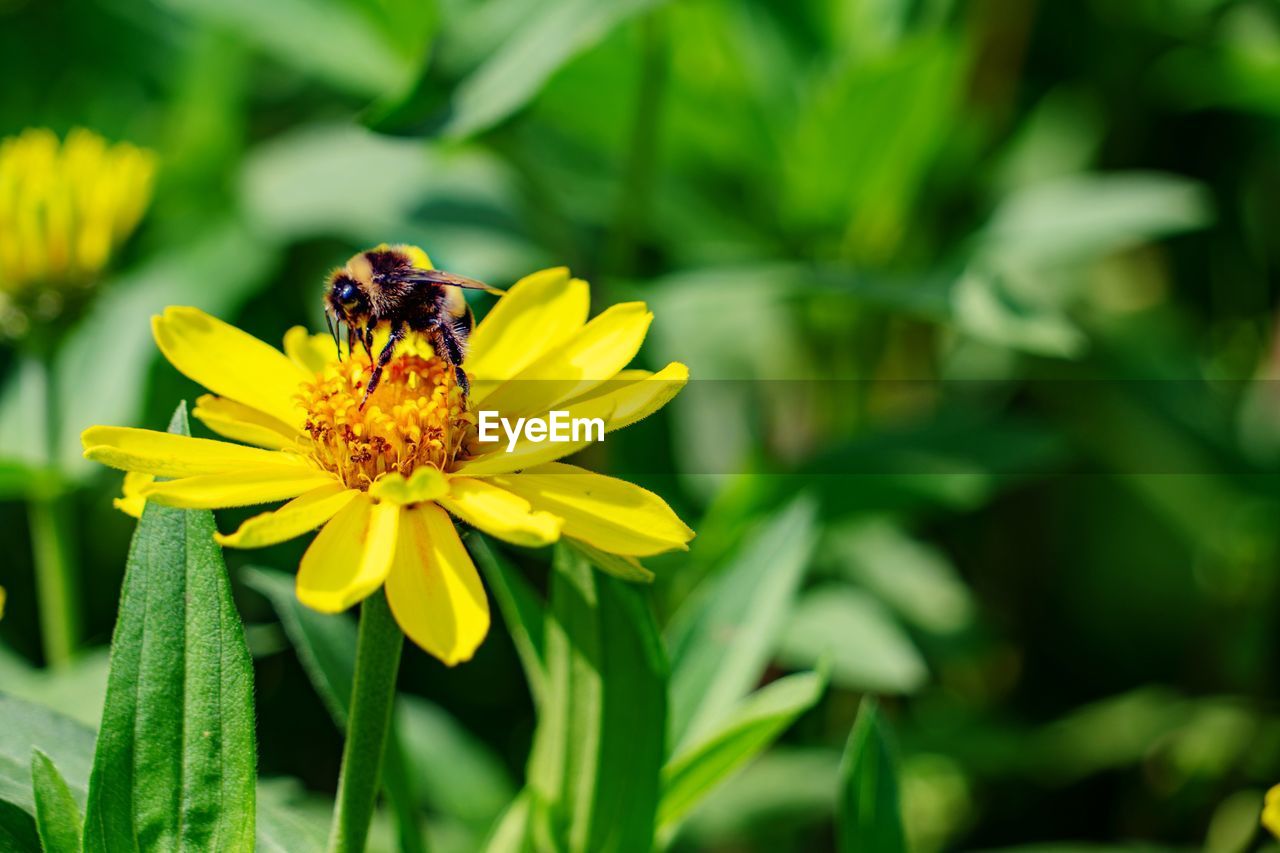 Bee pollinating flower