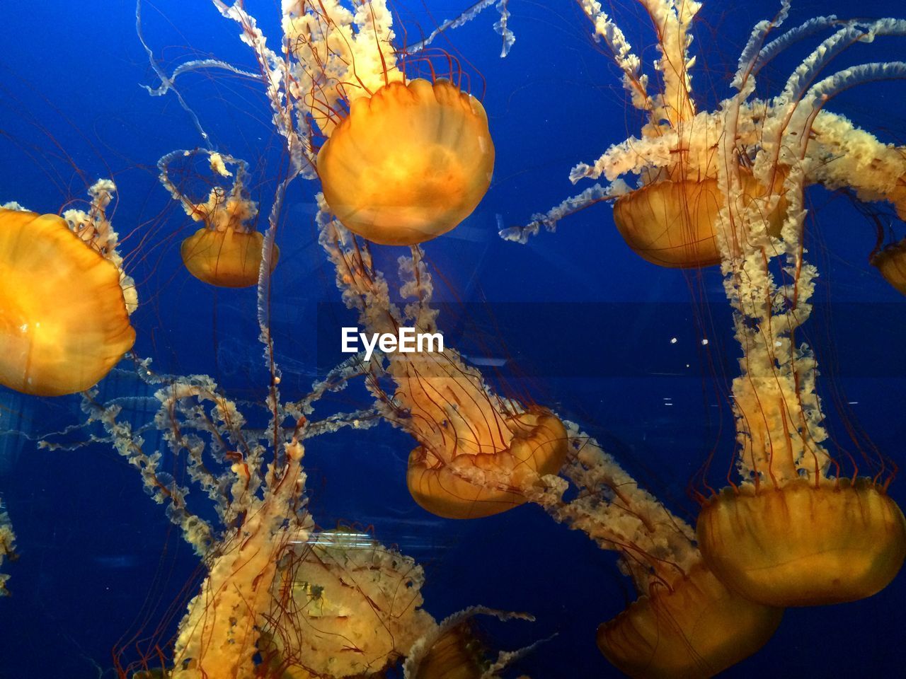 CLOSE-UP OF JELLYFISH SWIMMING UNDERWATER