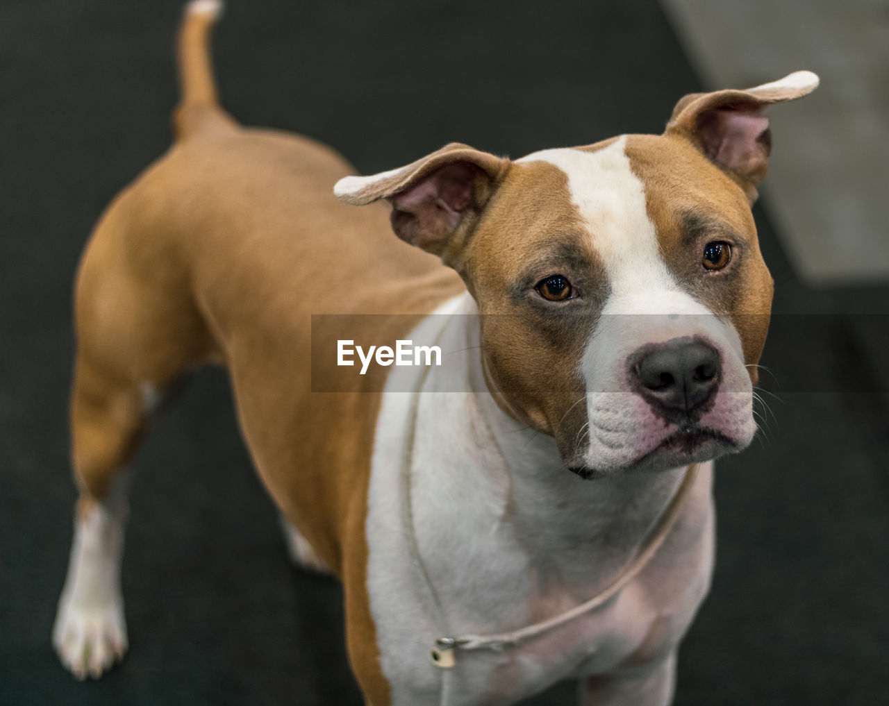 pet, dog, mammal, animal themes, animal, domestic animals, one animal, canine, terrier, portrait, carnivore, looking at camera, focus on foreground, no people, standing, american staffordshire terrier, boxer - dog, collar, bulldog
