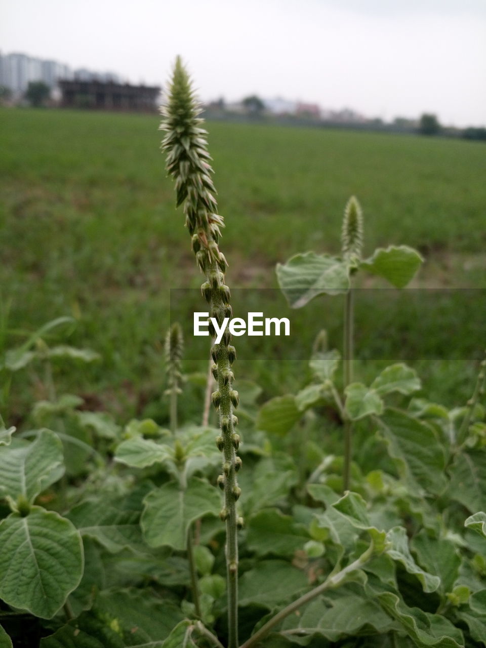 Close-up of crop in field