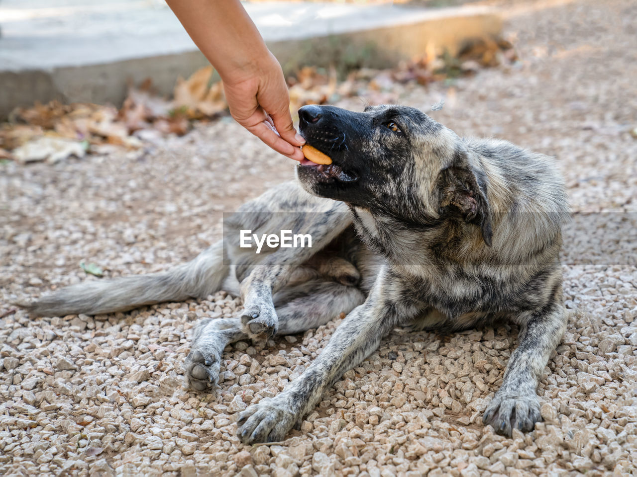 Stray dog of gray and white color lies on ground and takes food from hands of person. 