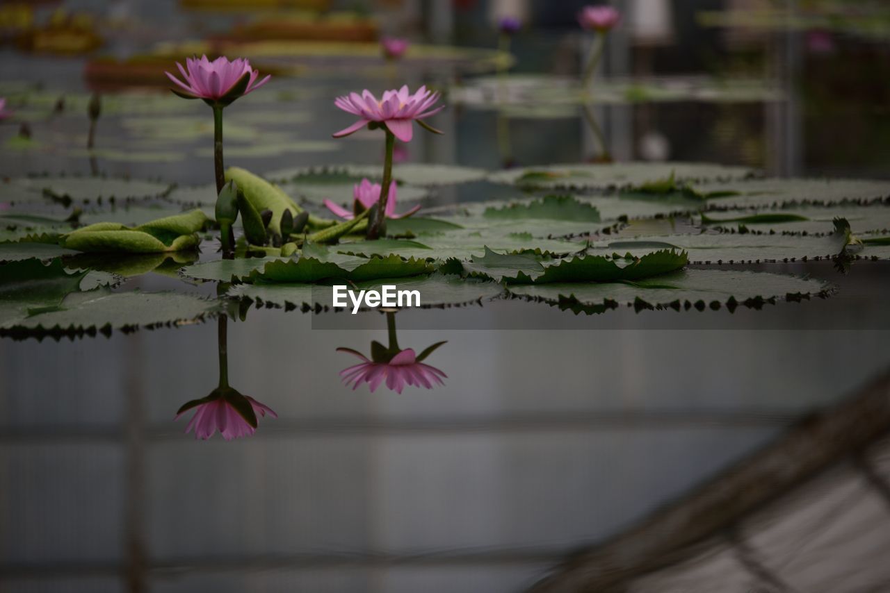 Water lilies floating on pond