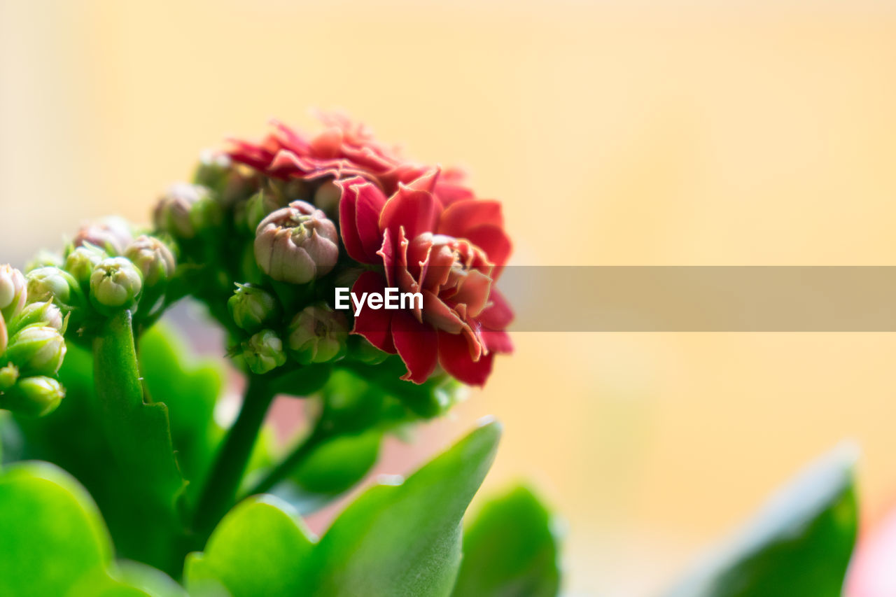 Kalanchoe flower at the window